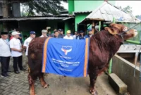 Sapi Kurban Milik Presiden Prabowo Untuk Masyarakat Tangsel