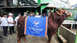 Sapi Kurban Milik Presiden Prabowo Untuk Masyarakat Tangsel