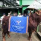Sapi Kurban Milik Presiden Prabowo Untuk Masyarakat Tangsel