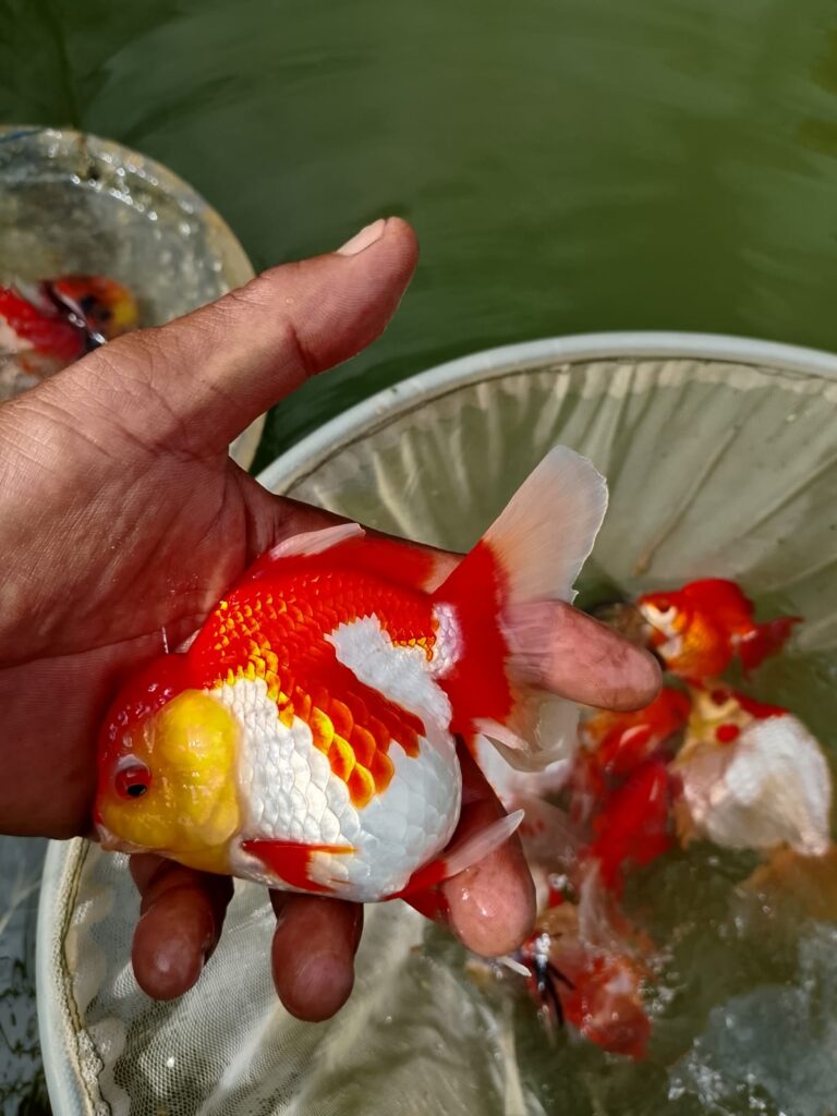 Ikan Maskoki Hasil Budidaya Desa Kertasana
