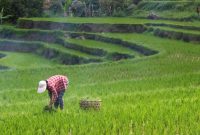 Petani Padarincang Mengalami Kerugian Besar Akibat Banjir 3 Kali Selama Sebulan