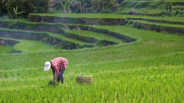 Petani Padarincang Mengalami Kerugian Besar Akibat Banjir 3 Kali Selama Sebulan