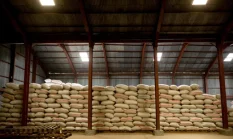 Harga Pangan Dunia Naik Lagi! FAO Bongkar Penyebab Utamanya di Maret 2026