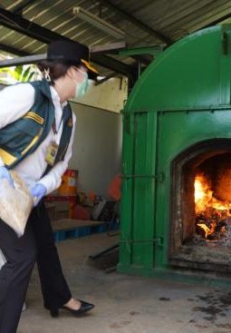 Gulma Asing dari Australia Nyaris Masuk Indonesia, Ini Tindakan Tegas Karantina