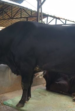Dinamai Sambo, Sapi 1,1 Ton Asal Tangerang Dibeli Presiden Prabowo untuk Idul Adha 2026