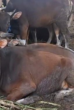 Pedagang Hewan Kurban di Tangsel Mengeluh Penjualan Sepi