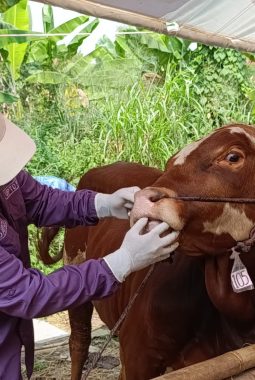 Jelang Idul Adha, Hewan Kurban di Tangsel Dipastikan Bebas Penyakit Mulut dan Kaki
