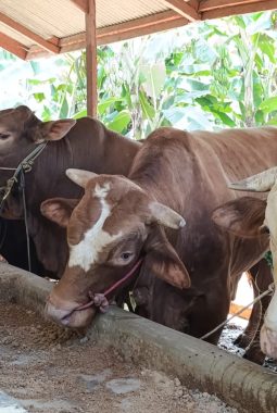 MUI Tangsel Beberkan Kriteria Hewan Layak Kurban Idul Adha