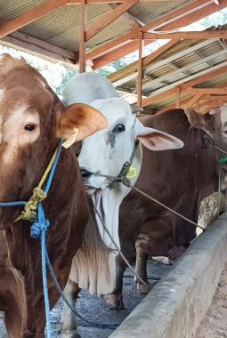 Pemkot Tangsel Kurban 35 Sapi dan 60 Kambing, Disalurkan ke Pesantren Hingga Yayasan