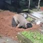 Aksi Seorang Pria Membongkar Makam Ibu Kandungnya di Tangsel