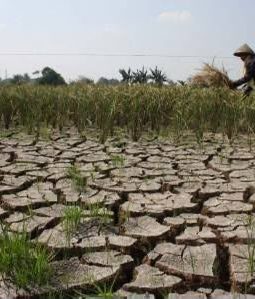 43 Hektare Lahan Pertanian di Kabupaten Tangerang Terancam Gagal Panen akibat Kemarau Ekstrem